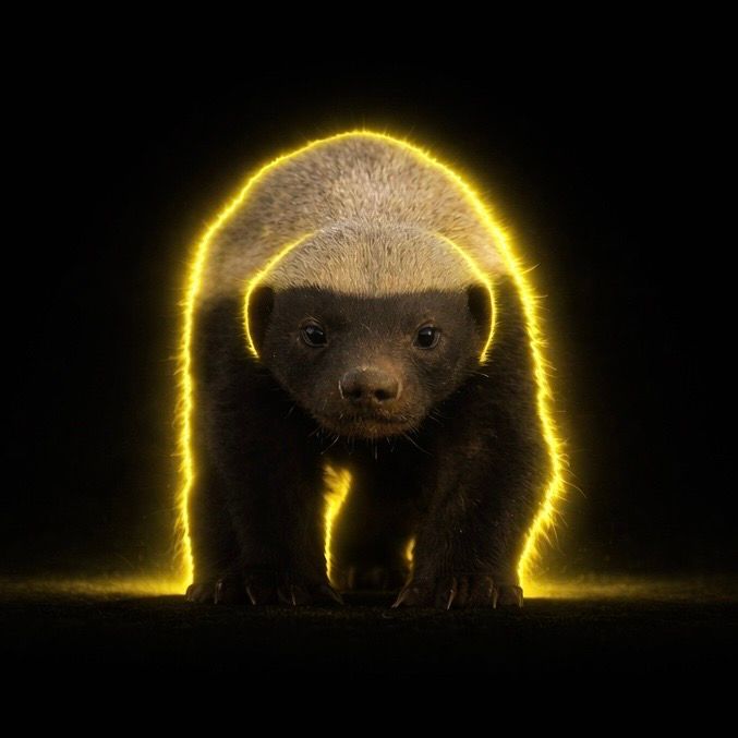 The Honey Badger