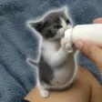 kibble 钱包