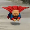 Barong the Cat