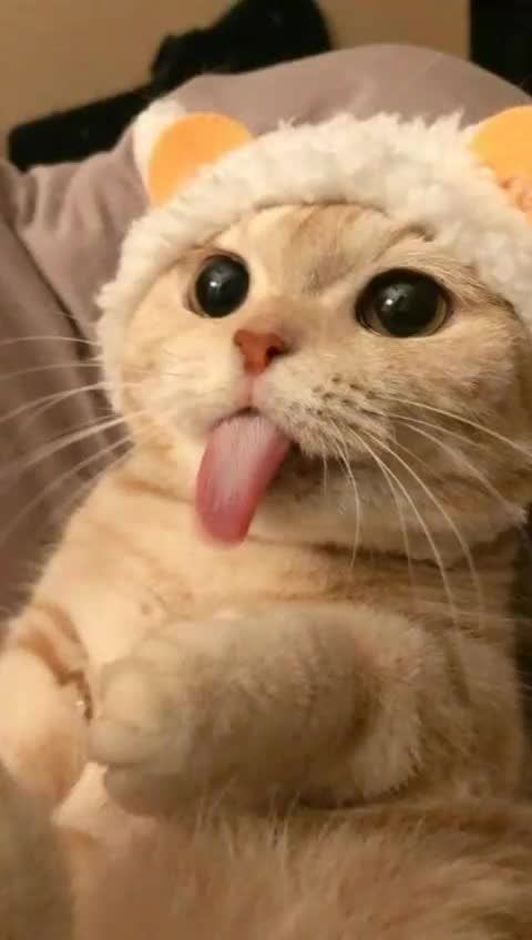 LITTLEPUFF