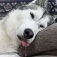 drooling dog Wallet
