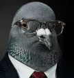 The Pigeon Wallet