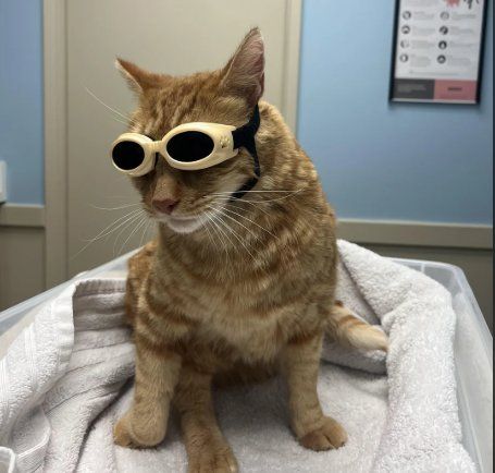 GUS