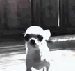 ‌Ví Realizing Dog