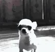 ‌Ví Realizing Dog