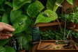 Portefeuille Smart Plant Doctor