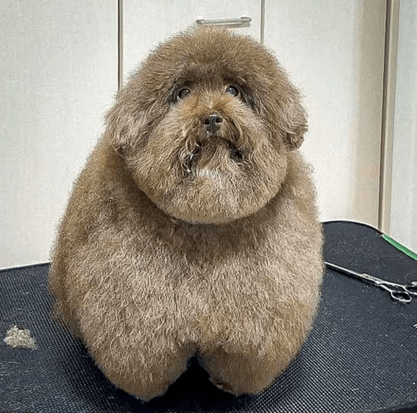 ◎DOG