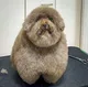 ◎DOG