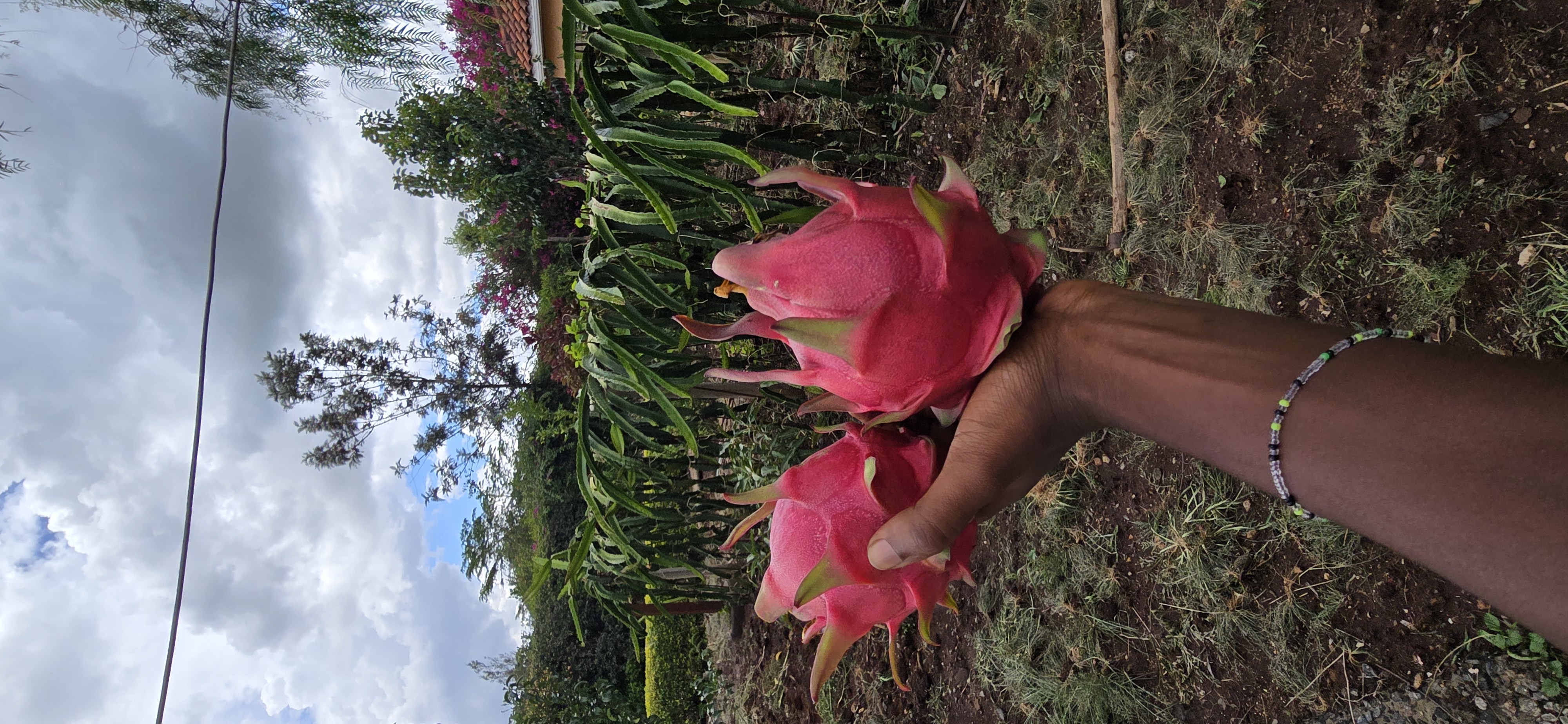 PITAYA