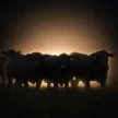 Dompet The Herd