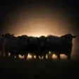The Herd 钱包