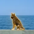 Hachiko of Crimea Wallet