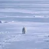 Nietzschean Polar Bear