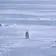 PolarBear