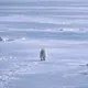 POLARBEAR