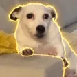 Portafoglio Post Traumatic Stress Dog