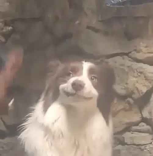 Ragebait dog