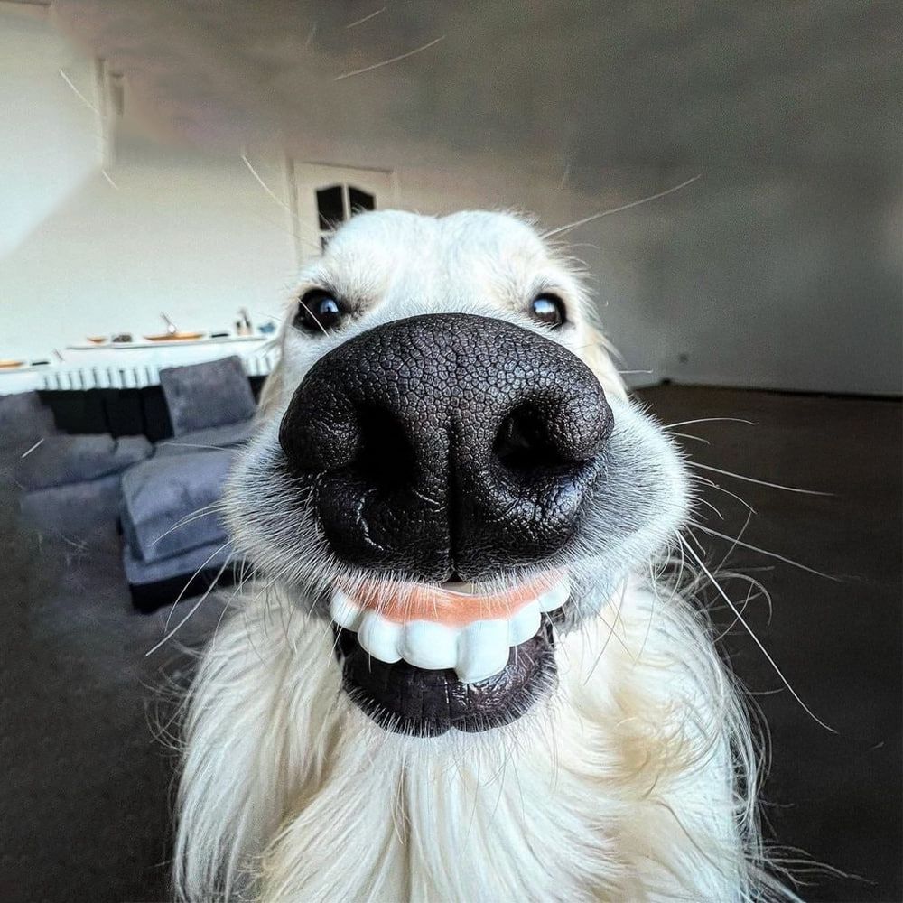 GOOF