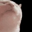 Vibe Cat 钱包