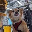 Qubit the Quantum Dogウォレット