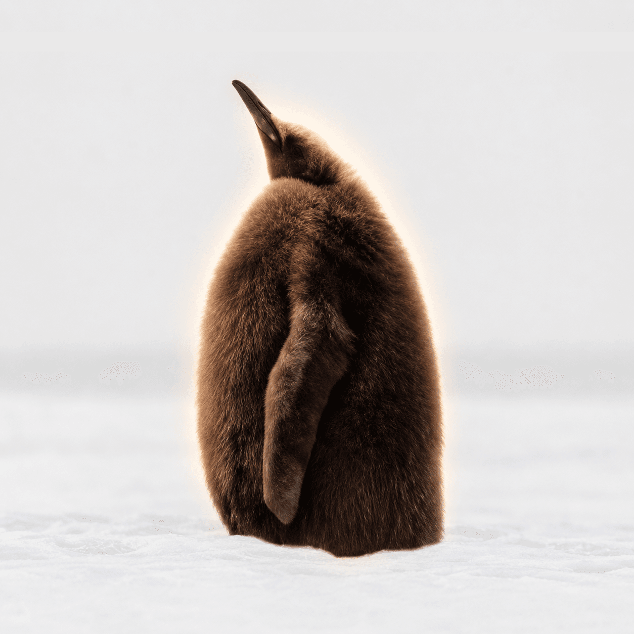 The Ragebait Penguin 钱包