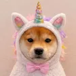 shibcorn 钱包
