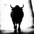 The Shadow Bull 钱包