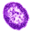 Measles Virus 钱包