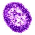 Measles Virus Wallet