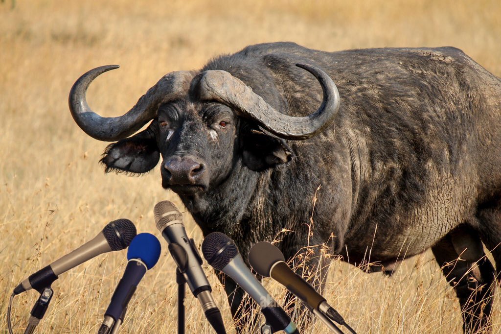 BUFFALO