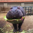 elon musk's hungry hippo Wallet