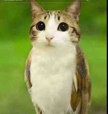 MEOWL