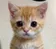 gato