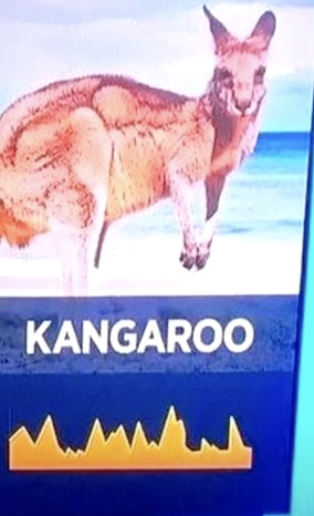 KANGAROO MARKET
