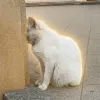 Numb Cat