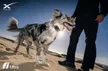 Space Tracking Dog Wallet