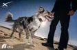 Space Tracking Dog Wallet