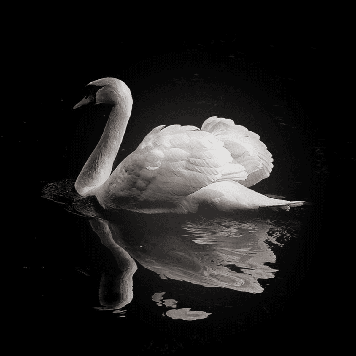 SWAN