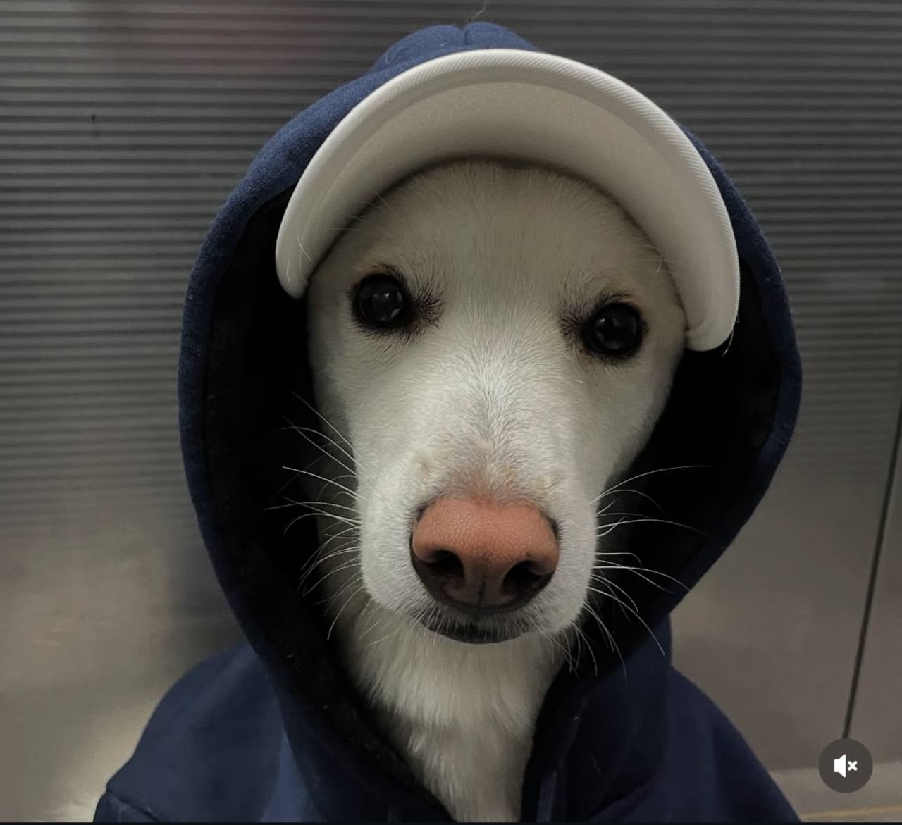 DAWG