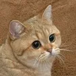 StareCat Wallet