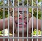 JAILMIKEY token on Solana