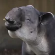 Agu the baird tapir Wallet