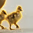 Justice for Goslings Wallet