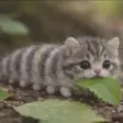‌Ví CATerpillar