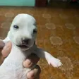 Portafoglio Perro