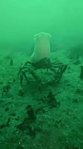 CHEFCRAB