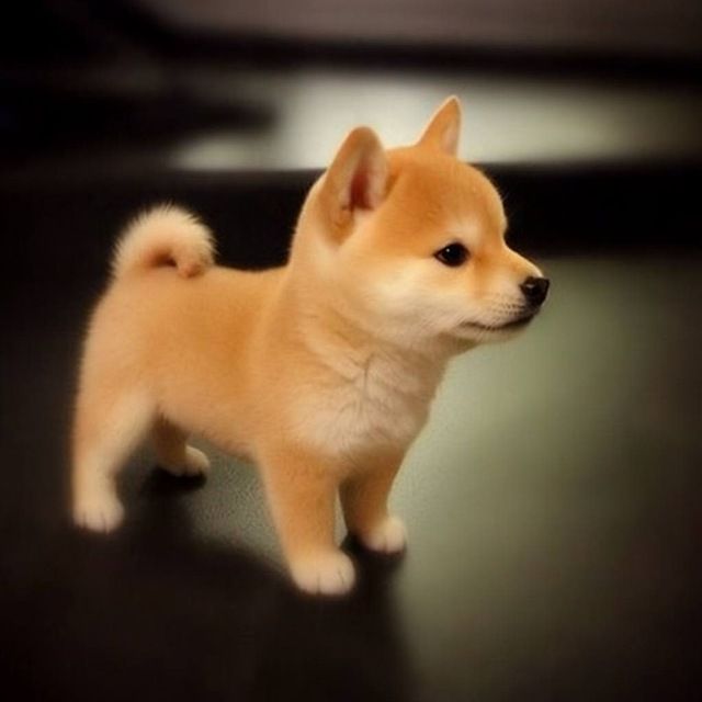 SHIBI