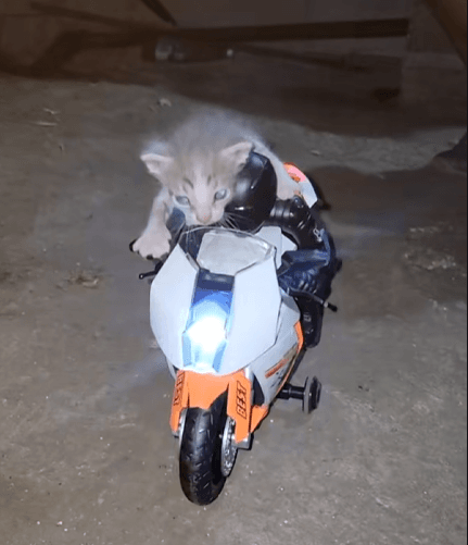 motorkitty token on Solana