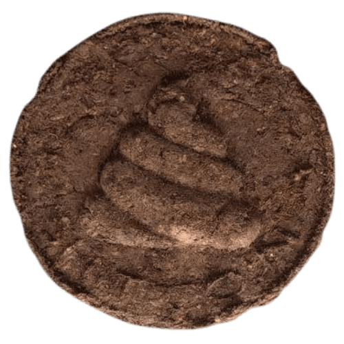 SHITCOIN
