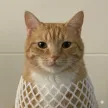 wrapped cat Wallet